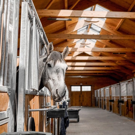 Конюхи всегда знают, какую лошадь готовить